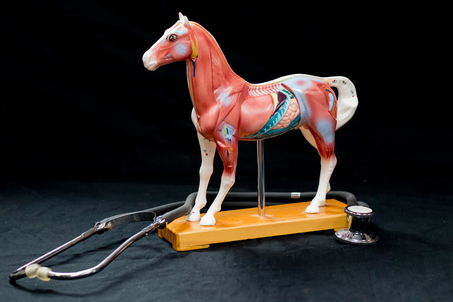 Pferd und Stetoskop